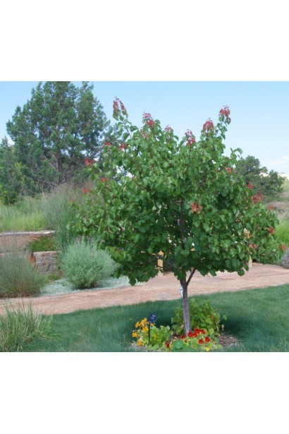 Абрикос ананасовий ‘Дарій’